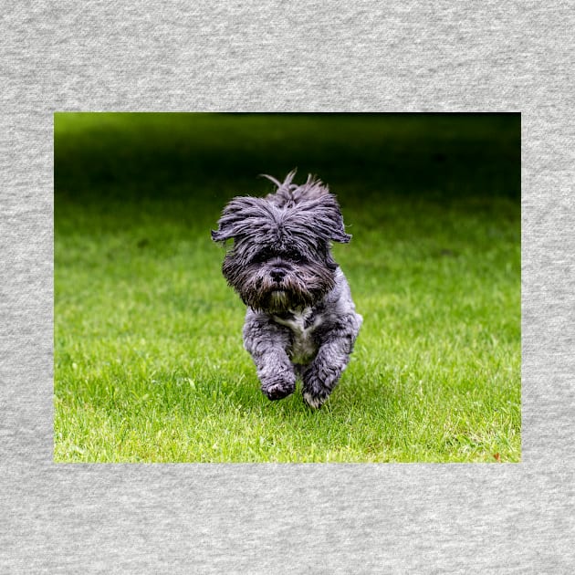 Rosie the Shih Tzu running by captureasecond